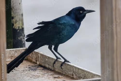 blackbird on a rail