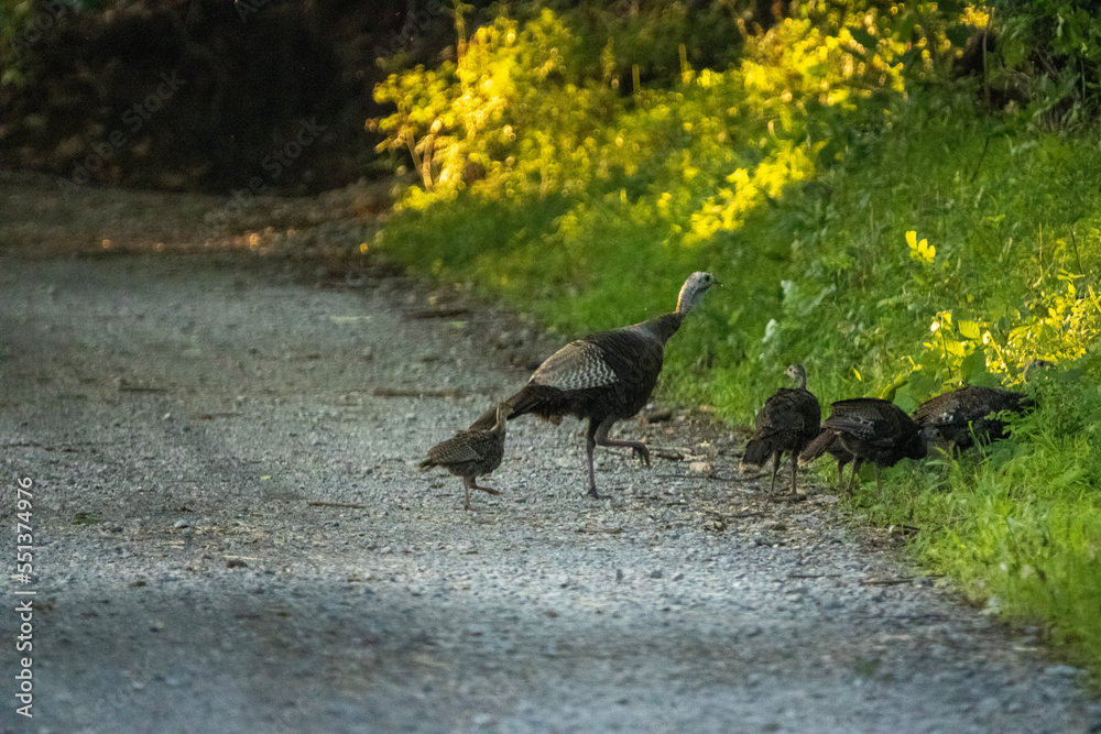 Turkey family on the road