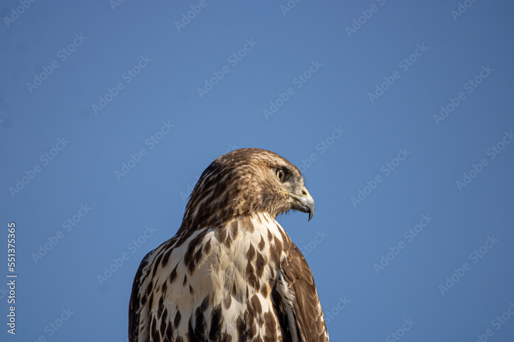 red tailed hawk