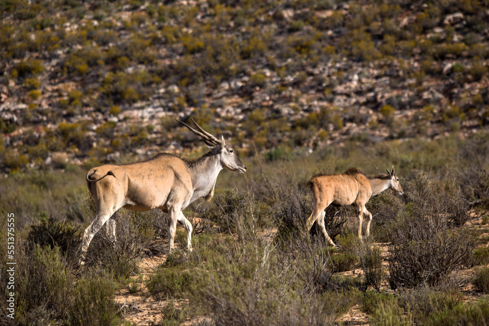 antelope in the African desert . South Africa antelope in the African desert . South Africa