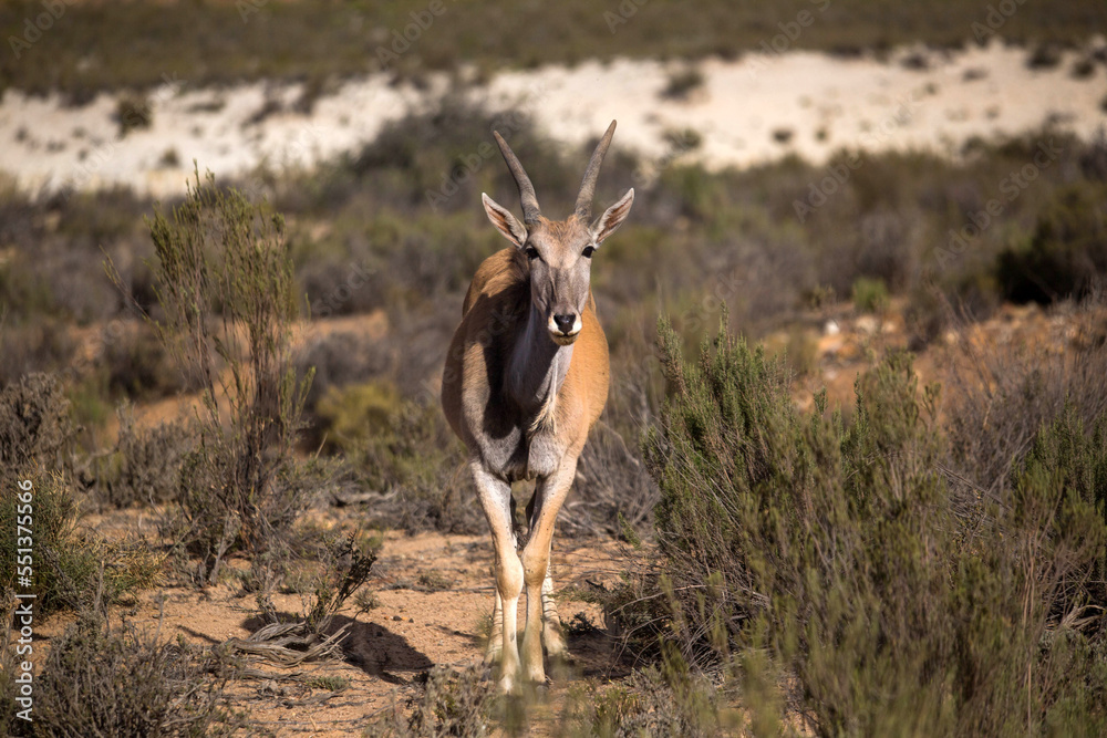 Fototapeta premium antelope in the African desert . South Africa