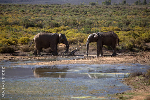 elephants in the African desert . South Africa