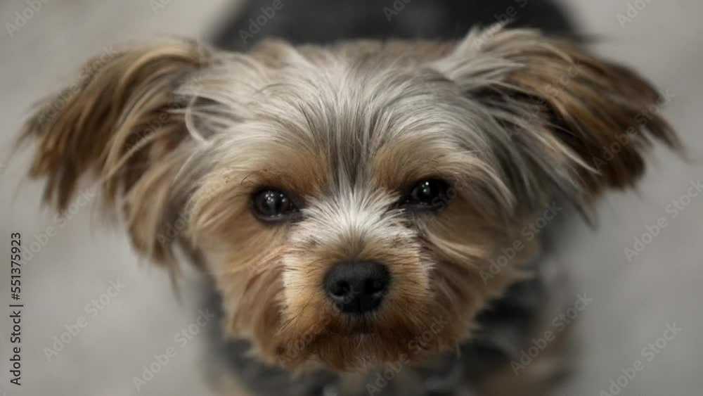 Beautiful young Yorkshire Terrier looking straight in to the camera Beautiful young Yorkshire Terrier looking straight in to the camera