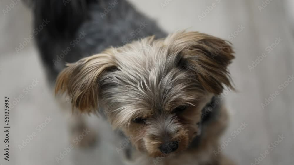 Beautiful young Yorkshire Terrier looking straight in to the camera with curiosity Beautiful young Yorkshire Terrier looking straight in to the camera with curiosity