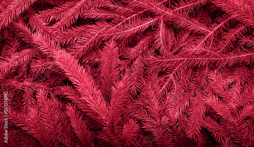 Background of Christmas tree branches in a trend color 2023 Viva Magenta