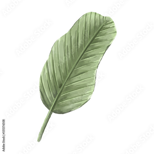 Tropical leaves element