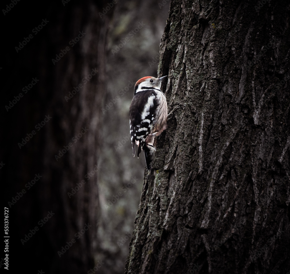 Fototapeta premium woodpecker on the tree