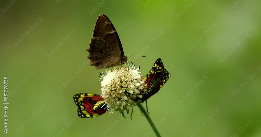 SLO MO LD Butterfly flying off the grass in sunshine SLO MO LD Butterfly flying off the grass in sunshine