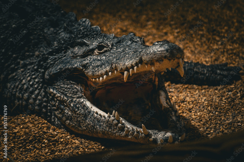 crocodile in the water