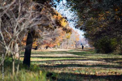 walk in forest during fall or winter