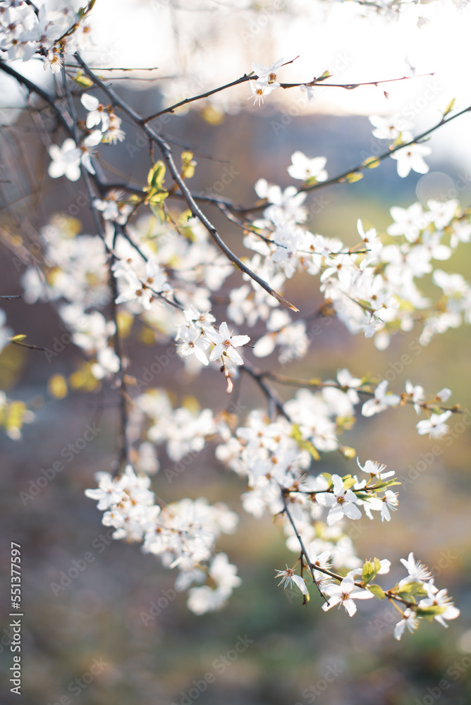 Apple tree bloom bathed in atmospheric spring light, spring background Apple tree bloom bathed in atmospheric spring light, spring background