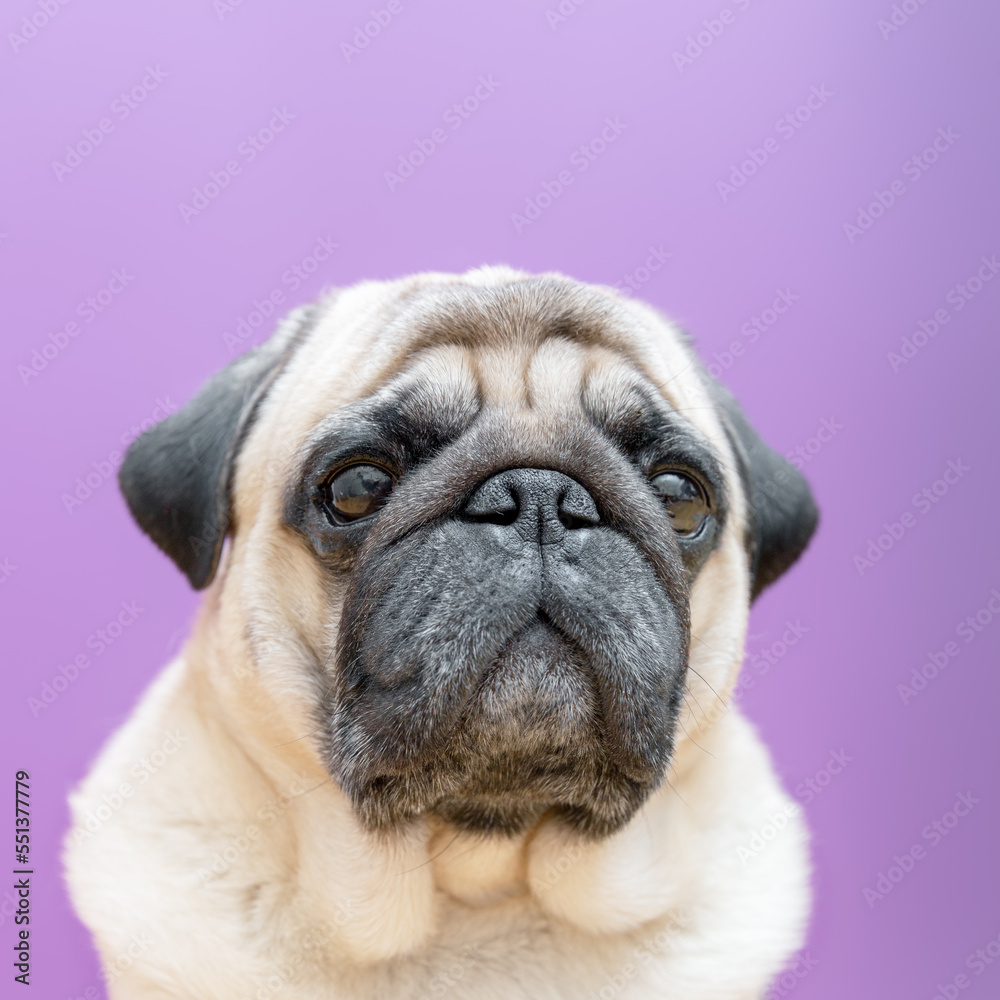 Portrait of beige dog pug on purple background. Square photo.