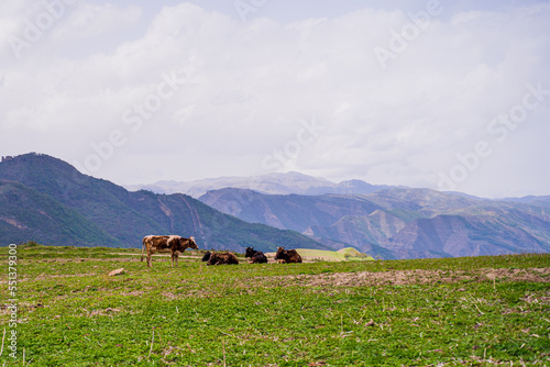 Dagestan mountains and landscape, beautiful views and cows hustle in the meadow and eat grass