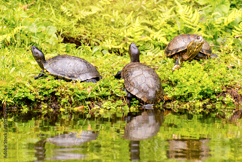 Fototapeta premium Turtles (Trachemys dorbigni) sunbathing in front of a lake in Brazil