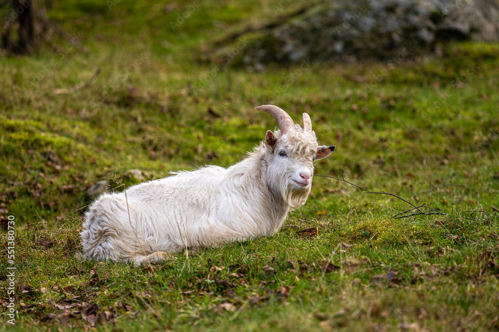 White young goat in the grass. White young goat in the grass.