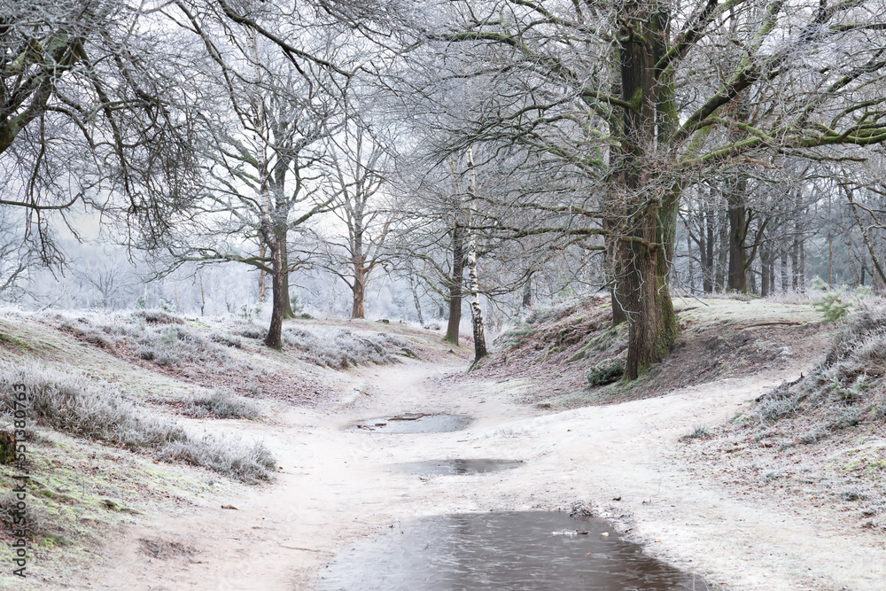 Frozen forest path through the winter landscape in the nature reserve. Frozen forest path through the winter landscape in the nature reserve.