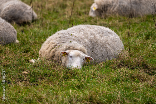 Tored sheep in the grass.