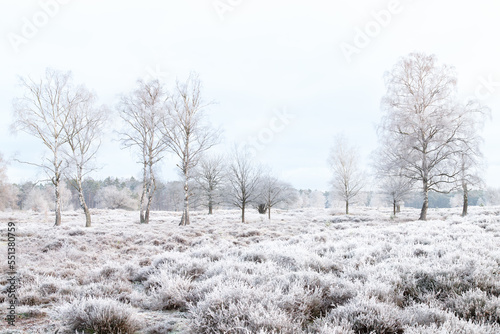 Fotografie Winter natural landscape with white birch trees and frozen heather plants