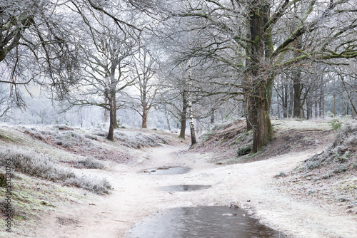 Frozen forest path through the winter landscape in the nature reserve.