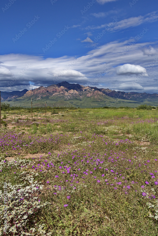 Beautiful, natural wildflowers brighten roadside in Portal, Arizona, United States