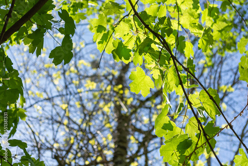 Young maple leaves on a branch in spring