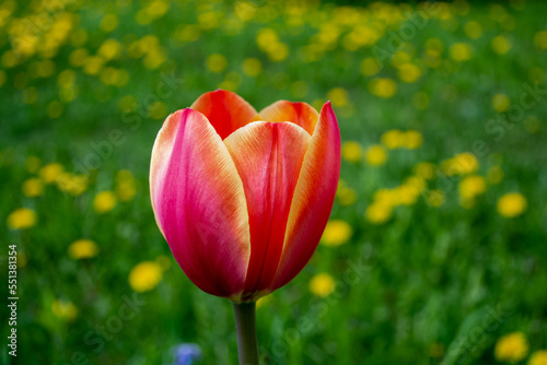One red tulip on a green blurred background