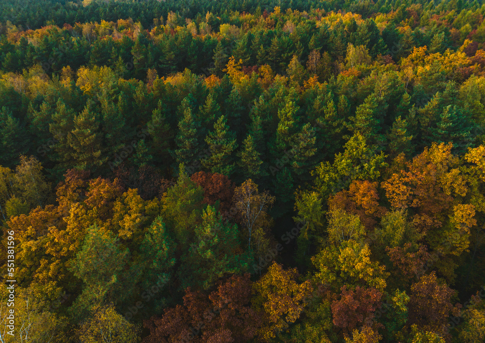 View from the drone on the autumn forest. Beautiful autumn landscape forest concept, colorful trees. View from the drone on the autumn forest. Beautiful autumn landscape forest concept, colorful trees.