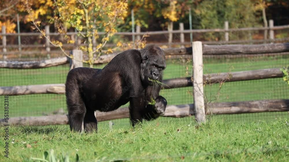 Western Lowland Gorilla Eating Grass in Zoological Garden in Prague. Gorilla is a Critically Endangered Animal. Big Black Primate Outside in Zoo during Autumn Day. Western Lowland Gorilla Eating Grass in Zoological Garden in Prague. Gorilla is a Critically Endangered Animal. Big Black Primate Outside in Zoo during Autumn Day.