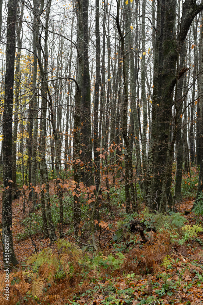 autumn forest in the morning autumn forest in the morning