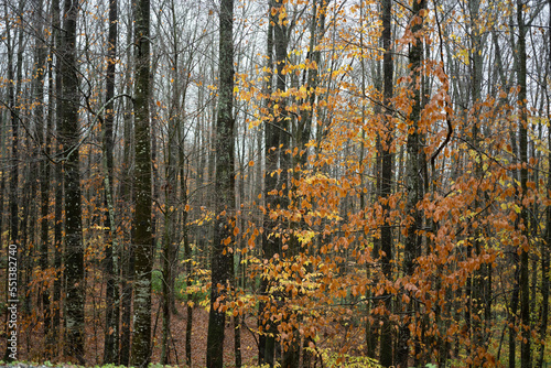 autumn forest background
