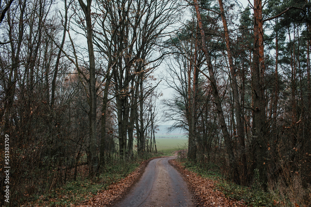 Path in the woods in autumn on cloudy, foggy day Path in the woods in autumn on cloudy, foggy day