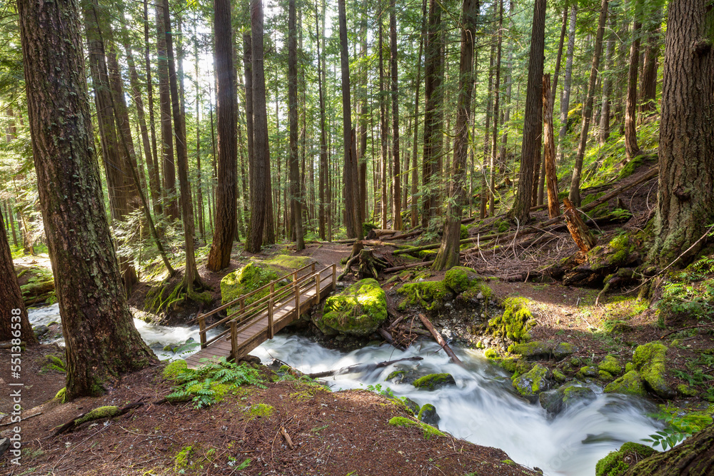 Creek in the forest Creek in the forest