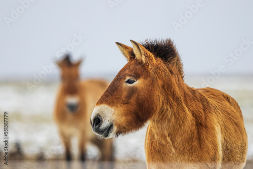 (Equus ferus przewalskii ), also called the takhi, Mongolian wild horse or Dzungarian horse, close up portrait