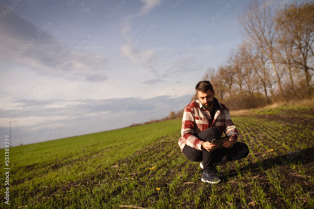 A young agronomist holds a tablet in his hands on a green wheat field. A farmer makes notes of agricultural land during sunset.