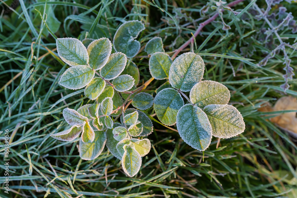 Dog rose branch covered with hoarfrost, top view against grass Dog rose branch covered with hoarfrost, top view against grass