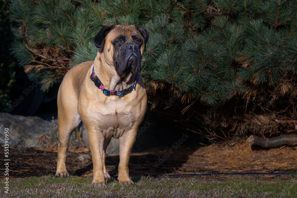 2022-12-04 LARGE MUSCULAR BULLMASTIFF WITH A BLACK MASK AND NICE EYES STANDING IN A YARD IN FRONT OF GREEN FOLIAGE