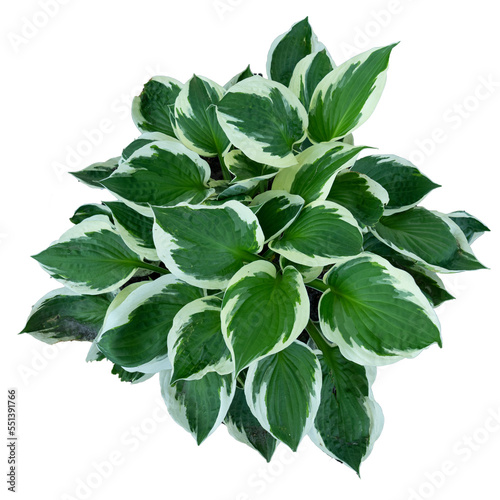 white edged hosta plant isolated. Hostas, sometimes called Funkia or Plantain Lilies, are shade tolerant foliage plants that grow from rhizomes photo