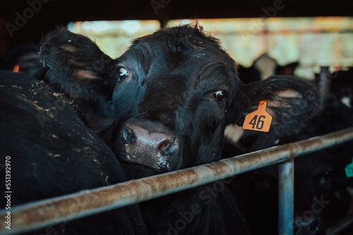 Cows on a farm in Wisconsin © Ilia