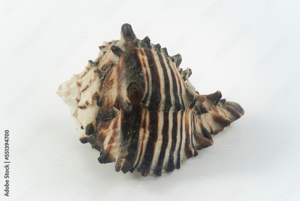 Fototapeta premium caracol espina