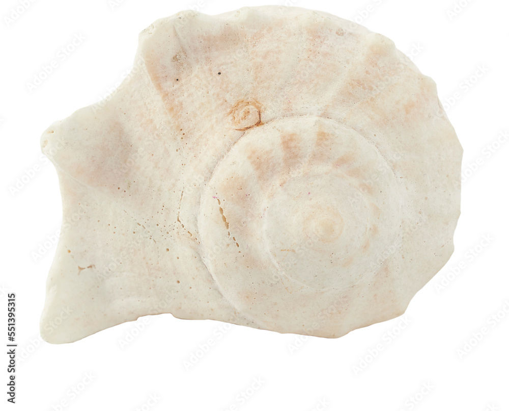 caracol marino