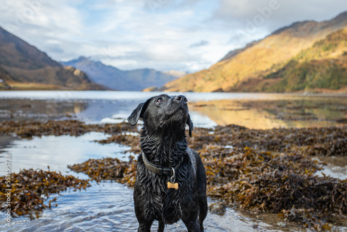 Black Labrador in Scottish Highlands