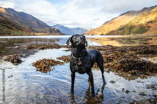 Black labrador looking at owner in Scottish Highlands