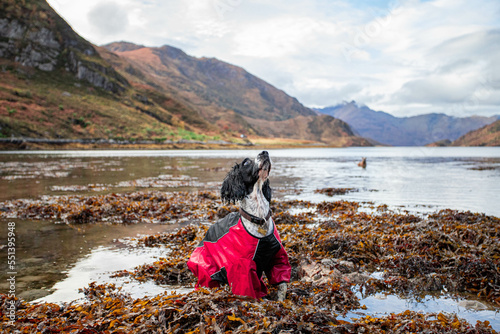 dog in scotland