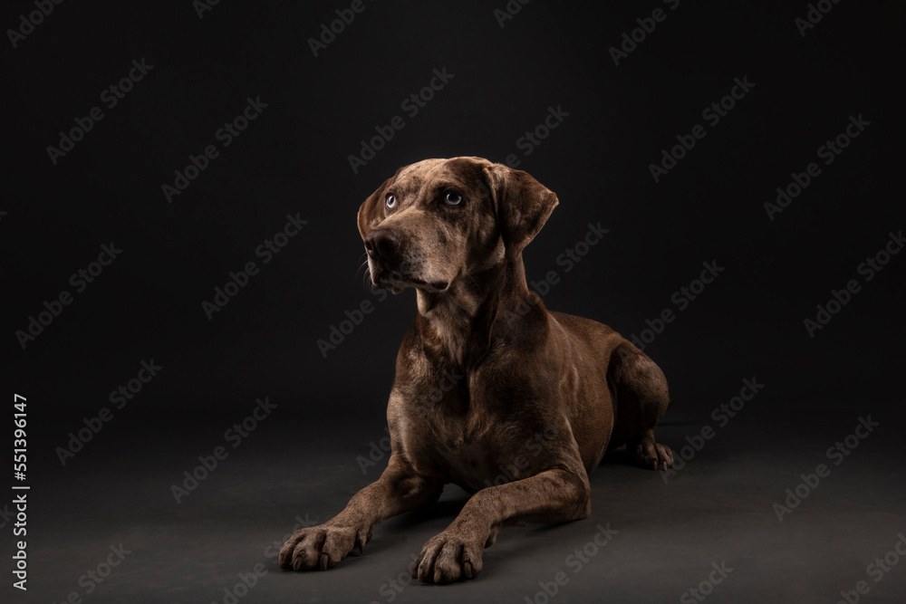 Louisiana catahoula leopard dog Louisiana catahoula leopard dog