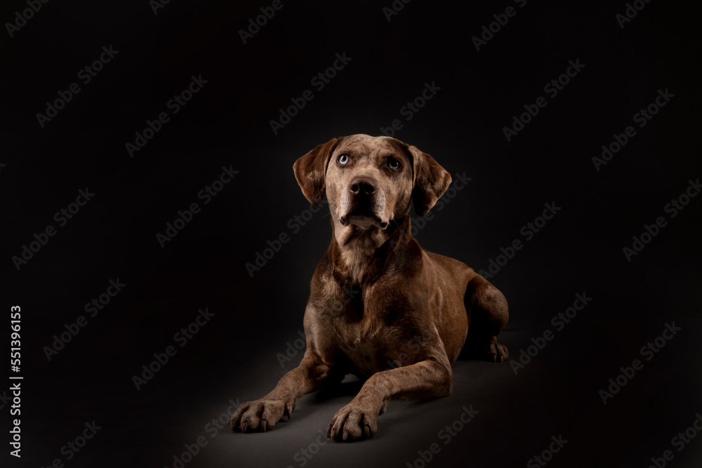Louisiana catahoula leopard dog Louisiana catahoula leopard dog