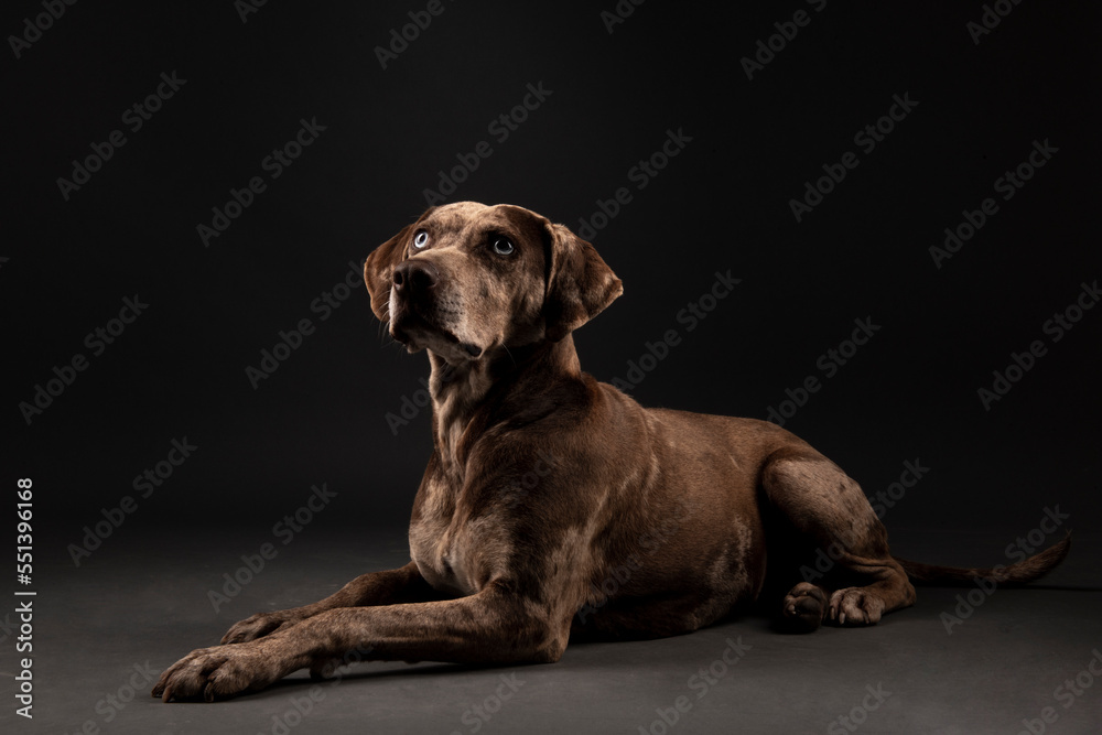 Louisiana catahoula leopard dog Louisiana catahoula leopard dog