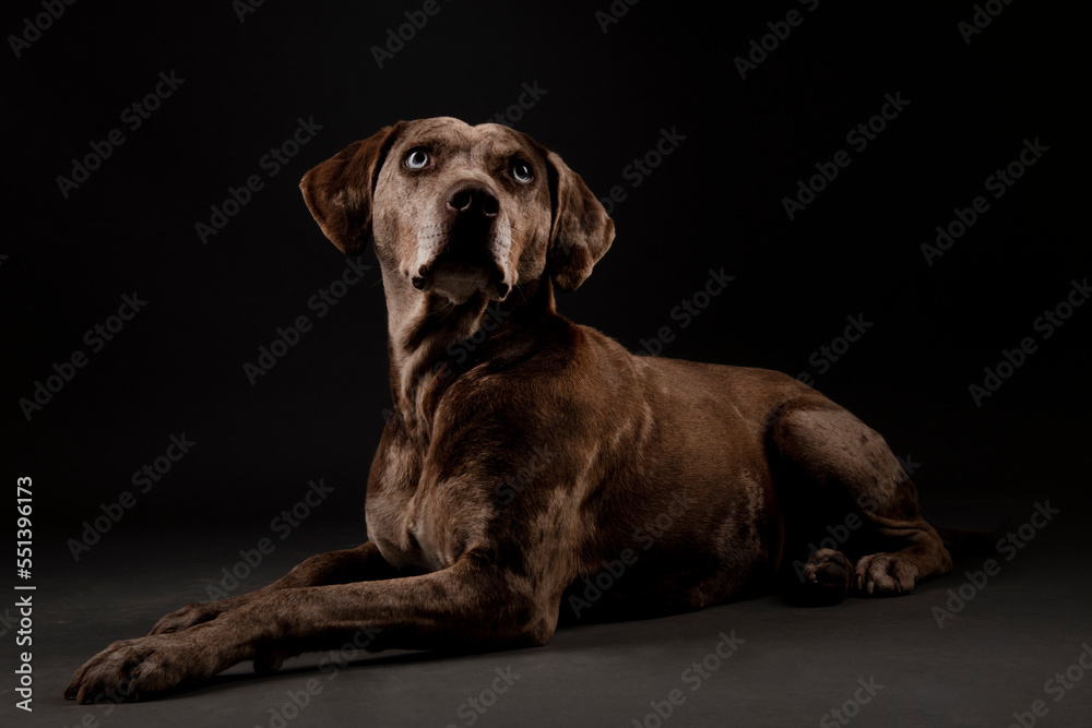 Louisiana catahoula leopard dog