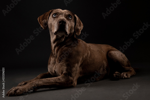 Louisiana catahoula leopard dog