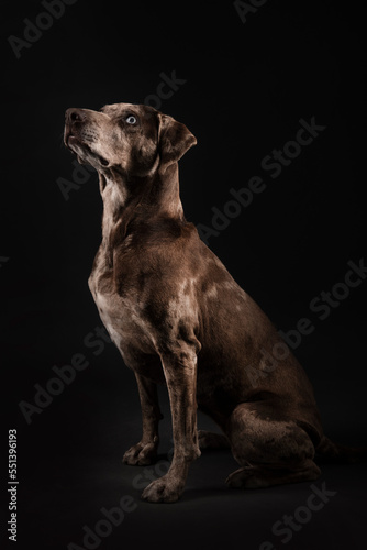 Louisiana catahoula leopard dog