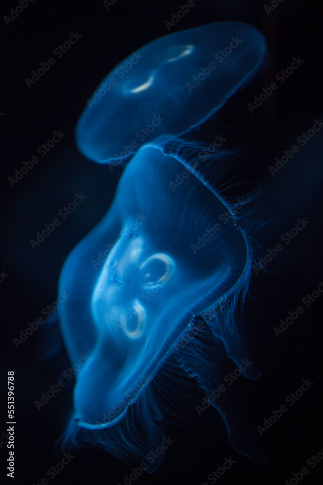 Moon Jellyfish